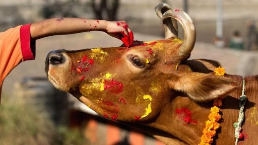 आज गोवर्द्धन, बलि, गोरु र हली पूजा गरिँदै